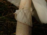 Amanita rubescens